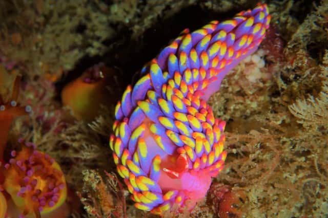 A brightly coloured Babakina adononi sea slug is just one of the 'spectacular' lifeforms to be found off our shores (Picture: Allen Murray/The Wildlife Trusts/PA Wire)