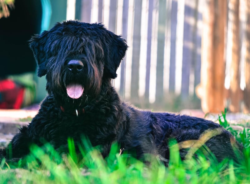 Used as a military dog in their native Belgium, the Bouvier des Flandres are strong-willed and so can be tricky to train. This same attribute makes them fierce protectors who will put everything on the line to keep their owners safe.