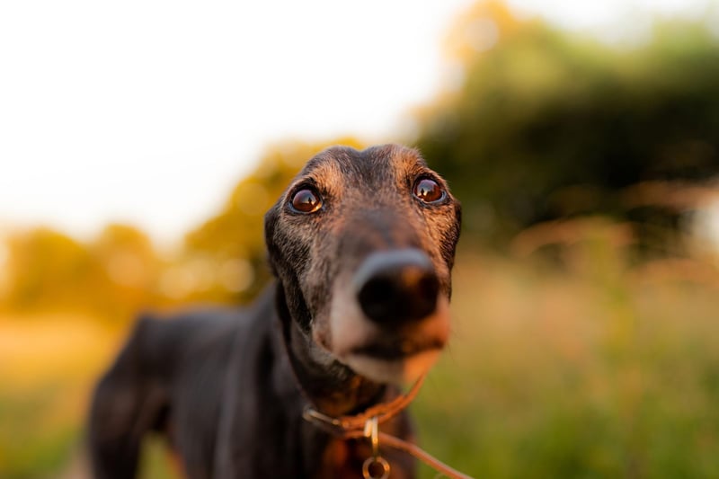 The top dog when it comes to Greyhound names is Murphy. It's a Gaelic name meaning 'sea-warrior'.