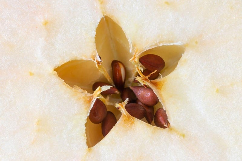 Apple seeds contain cyanide, a chemical that can cause hypoxia or a lack of oxygen delivery to the body. Symptoms include dilated pupils, difficulty breathing, panting and shock. 76 per cent of people were unaware of their toxicity.