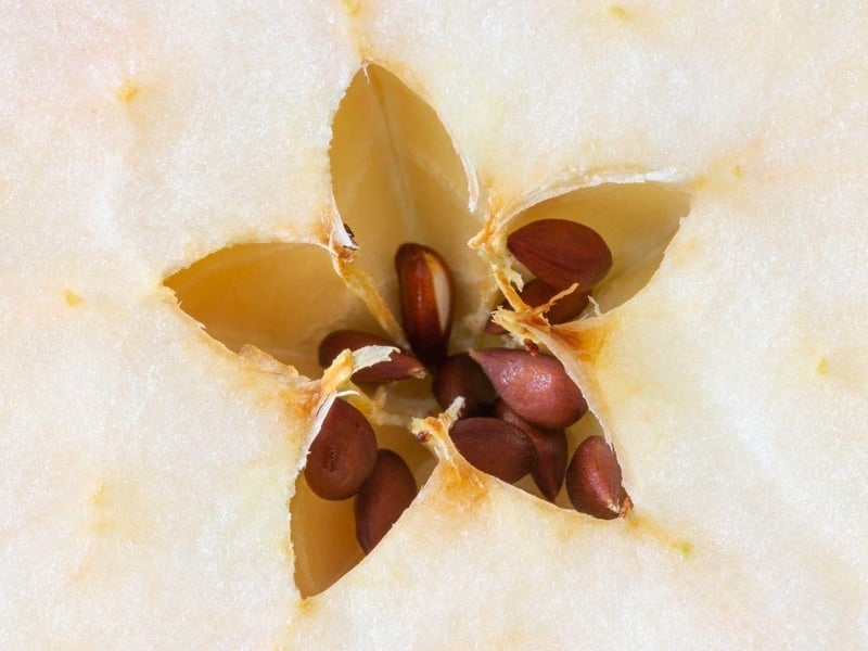 Apple seeds contain cyanide, a chemical that can cause hypoxia or a lack of oxygen delivery to the body. Symptoms include dilated pupils, difficulty breathing, panting and shock. 76 per cent of people were unaware of their toxicity.