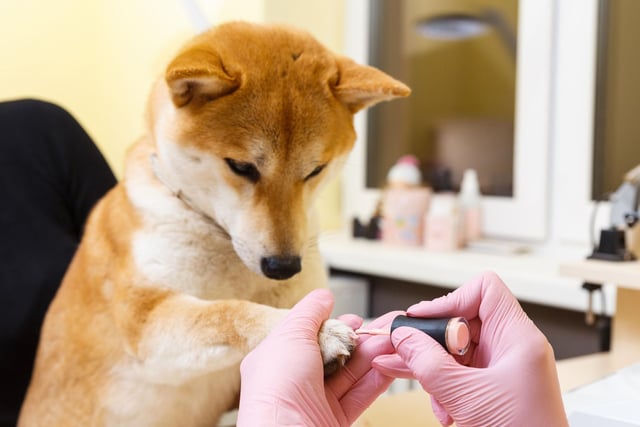 The Shiba Inu is a fastidious breed that are constantly cleaning themselves - spending hours licking their paws and legs. It's one of the reasons that they often seem more feline than canine.