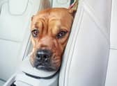 Following a few simple tips can keep your dog dafe and cool on car journeys.