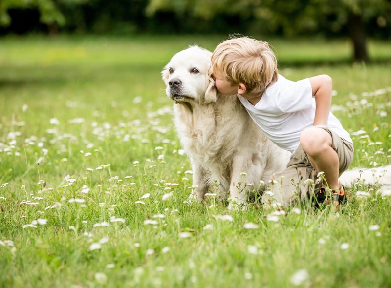 Another gundog famed for its placid nature, intelligence and good humour, the Golden Retriever is a perfect family pooch.