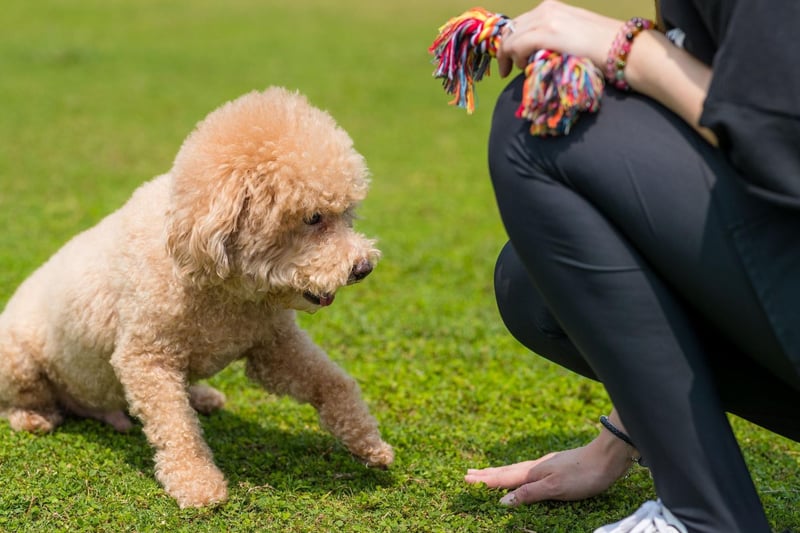 They may look high-maintenance, but Poodles are very eager to please and keen to learn.
