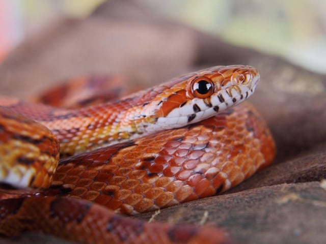 Having a snake in your house would be some people's idea of a nightmare, but for 1 per cent of British households it's a dream. Popular (and safe) breeds include the garter snake and the corn snake.