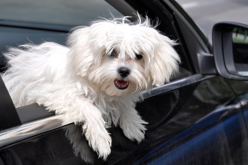 One of the smallest dog breeds, Maltese may be tiny but they are also one of the most empathetic pets and are often used as therapy dogs. They need very little outdoor exercise and even giving them their daily brush can be fairly therapeutic and relaxing.