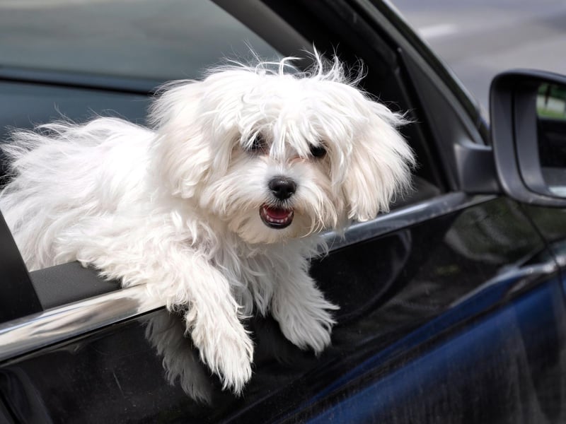 One of the smallest dog breeds, Maltese may be tiny but they are also one of the most empathetic pets and are often used as therapy dogs. They need very little outdoor exercise and even giving them their daily brush can be fairly therapeutic and relaxing.