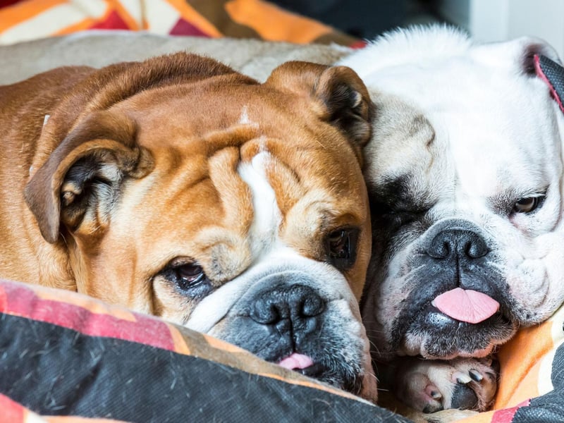 Only one Bulldog has ever been named Best in Show at Crufts. In 1952 a Bulldog called Noways Chuckles, owned by John T. Bernard, triumphed at the world's most famous dog show.