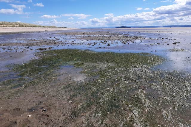 Seagrass Meadows at Kinghorn beach