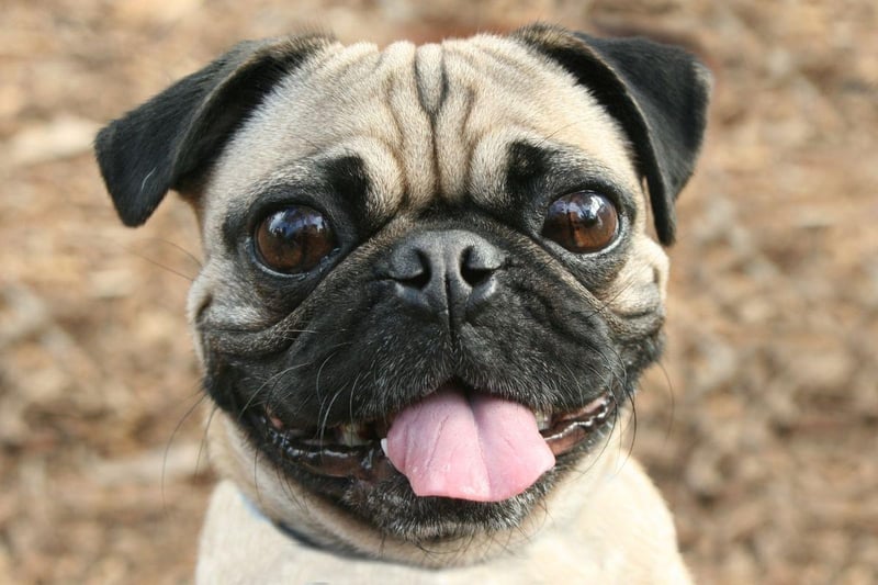 The tiny pug is perfectly happy living in a flat. A couple of moderate walks a day will keep them exercised and then they'll be happy napping on the couch.