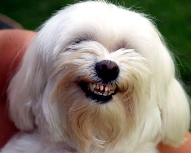 Some dogs are simply naturally more affectionate than others.