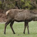 The refreshed regulations on deer management will allow authorised land managers to cull male deer all year round, use specialist scopes known as ‘night sights’ to cull deer at night and use ammunition which is less damaging to venison products (pic: Danny Lawson/PA)