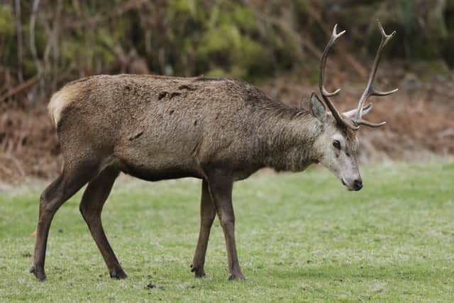 The refreshed regulations on deer management will allow authorised land managers to cull male deer all year round, use specialist scopes known as ‘night sights’ to cull deer at night and use ammunition which is less damaging to venison products (pic: Danny Lawson/PA)