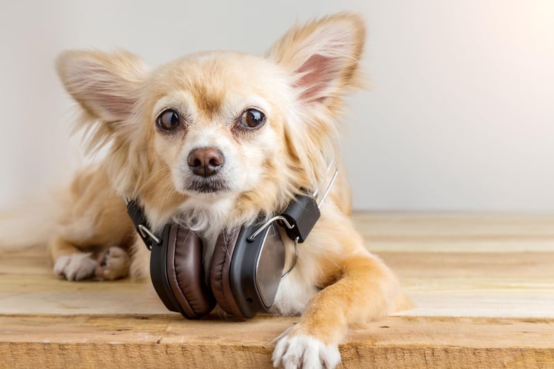 A combination of finely-tuned ears and a surprisingly loud bark means that the Chihuahua - the world's smallest dog - is arguably, pound-for-pound, the best watchdog.