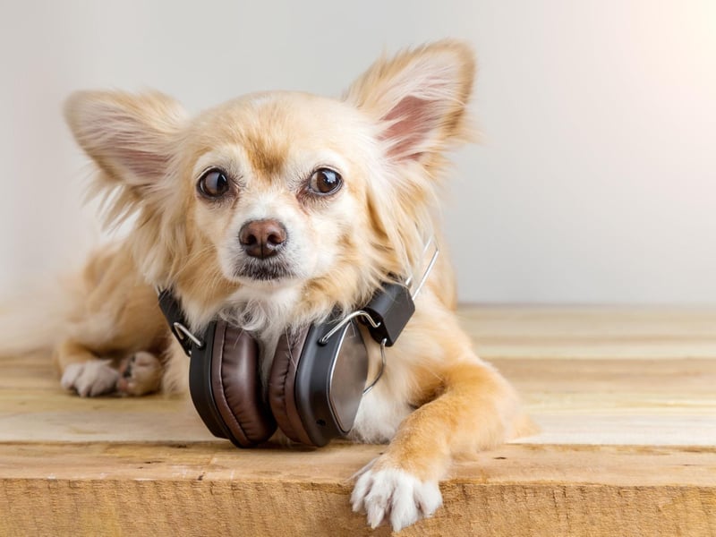 A combination of finely-tuned ears and a surprisingly loud bark means that the Chihuahua - the world's smallest dog - is arguably, pound-for-pound, the best watchdog.