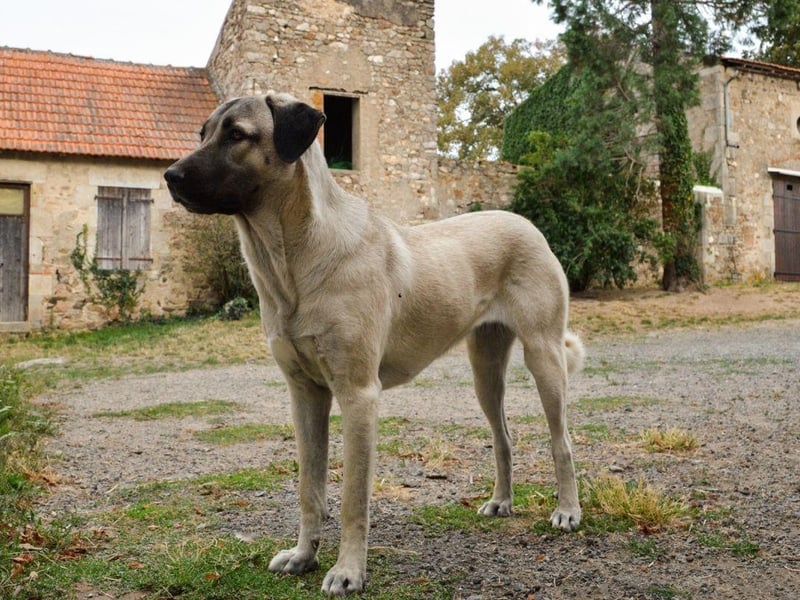 Bred to protect livestock in its native Turkey, the Anatolian Shepherd can weigh up to 65kg and has a proud and confident temperament.