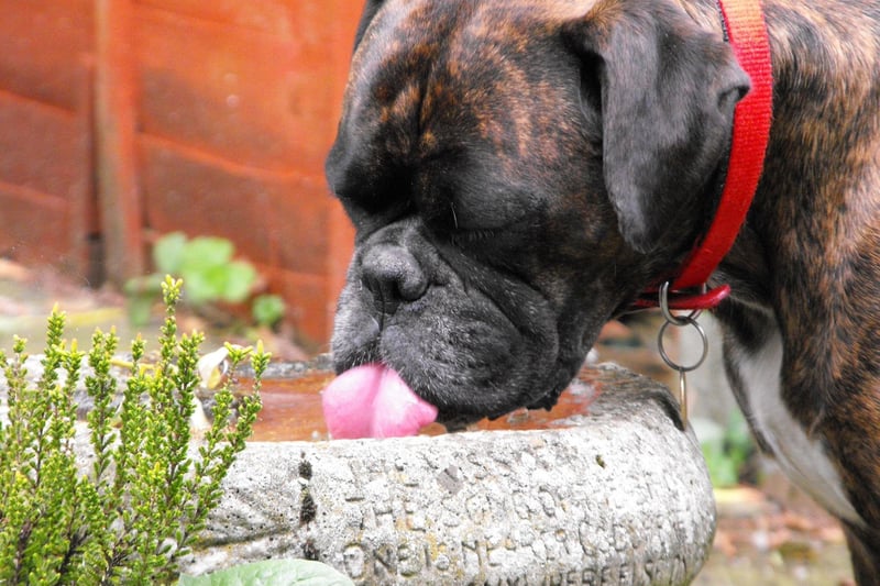 There's no delicate way to put this - the Boxer is a breed that has a major problem with flatulence. They also often suffer from food allergies, causing itchy and smelly skin infections. Being very careful about what you feed them can mitigate the situation somewhat.