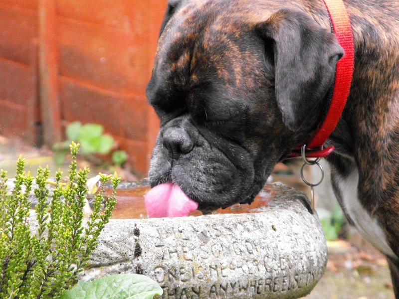 There's no delicate way to put this - the Boxer is a breed that has a major problem with flatulence. They also often suffer from food allergies, causing itchy and smelly skin infections. Being very careful about what you feed them can mitigate the situation somewhat.