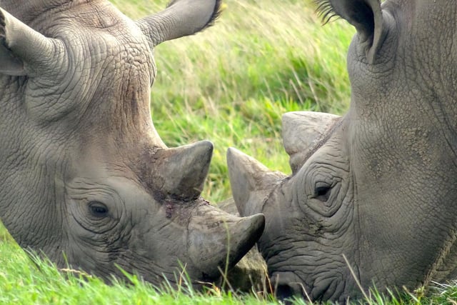 Eastern Black Rhino couple Najuma and Makimo love to graze in the grassy fields together. Credit. Richard Moody
