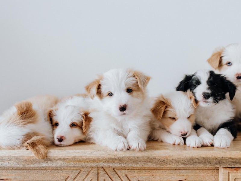 The fourth most popular female dog name in Britain is Lola. Many owners may not realise that it has a less-than-cheery derivation, being a shortened version of Dolores, which means 'sorrows'.