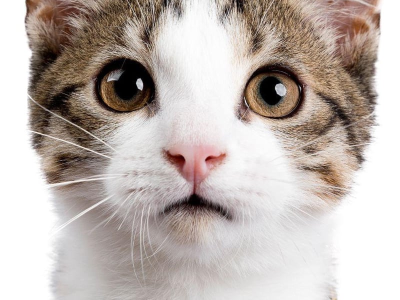 Often shy to begin with, the European Shorthair is actually extremely warm and loving once they get used to their surroundings and owners.