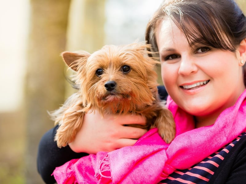 Yorkies are scrappy and active pups but after a good bout of exercise they become classic lap dogs - happy to curl up on your lap for pats and scratches.