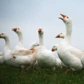 Eating more vegetables and free-range, organic meat can help create a better world (Picture: Matt Cardy/Getty Images)