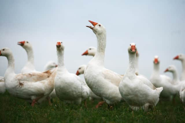 Eating more vegetables and free-range, organic meat can help create a better world (Picture: Matt Cardy/Getty Images)