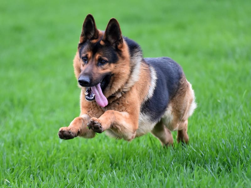 There's not much that the German Shepherd can't do - being a favourite breed for poliice, army and fire duties. Their incredible urge to please their handler and dedication to their demands, means they are also useful for search and rescue tasks.