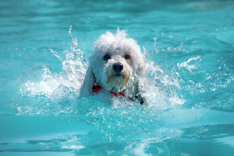 Many new Poodle owners are amazed by how much their pet likes swimming. It shouldn't be a shock though, as the breed's name derives from the German word 'pudl', which means 'to splash in water'.