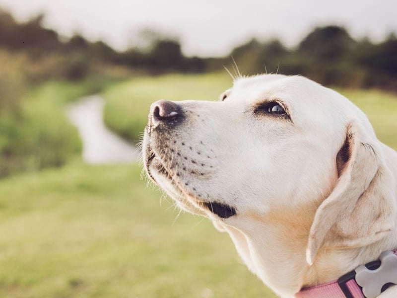 As well as using their impressive olfactory abilities to find bombs and drugs, the Labrador Retriever is also used by medics to sniff out patients suffering from cancer and low blood sugar levels.