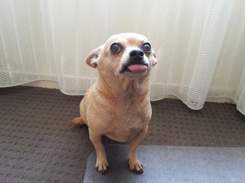 Perhaps a controversial choice, the Chihuahua is a hugely popular breed - but sometimes they really do have a face only a mother could love.