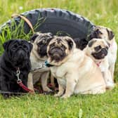Looking for inspiration to name your new Pug? Here are some ideas.