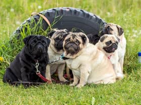 Looking for inspiration to name your new Pug? Here are some ideas.