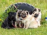 Looking for inspiration to name your new Pug? Here are some ideas.