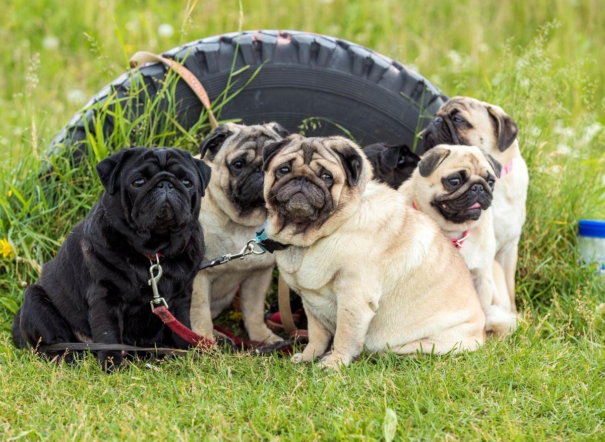 Top Pug Dog Names: Here are the 10 most popular puppy names for ...