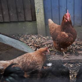 Scientists have used gene-editing techniques to identify and change parts of chicken DNA that could limit the spread of the bird flu virus. Photo: Yui Mok/PA Wire