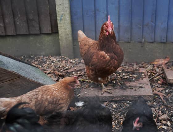 Scientists have used gene-editing techniques to identify and change parts of chicken DNA that could limit the spread of the bird flu virus. Photo: Yui Mok/PA Wire