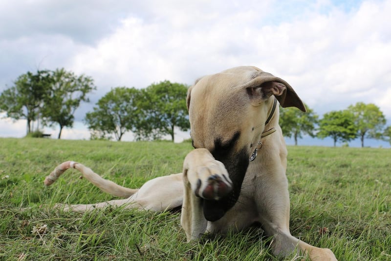 Mainly found in North Africa and a member of the sighthound family, two Sloughis were registered by the Kennel Club last year, with a total of just four in the last five years.