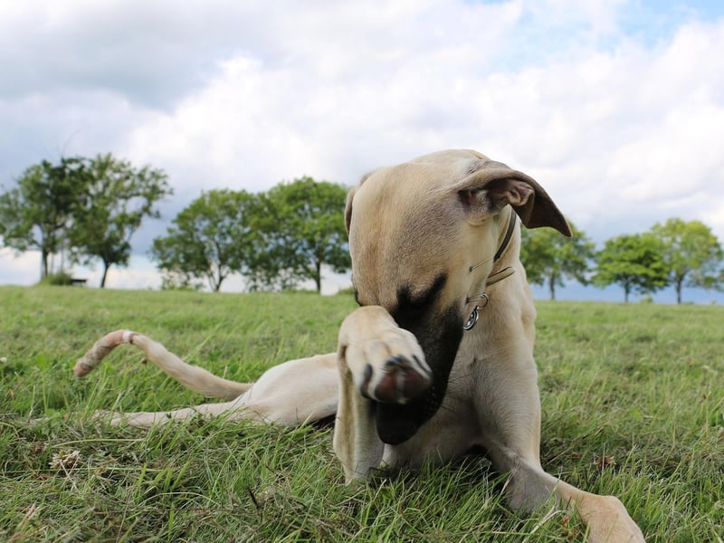 Mainly found in North Africa and a member of the sighthound family, two Sloughis were registered by the Kennel Club last year, with a total of just four in the last five years.
