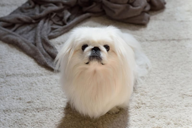 No floor space in the pub? No problem if you're bringing a Pekingese. These cute characters have been bred specifically to sit in your lap napping the day away as you chat to friends over a drink.