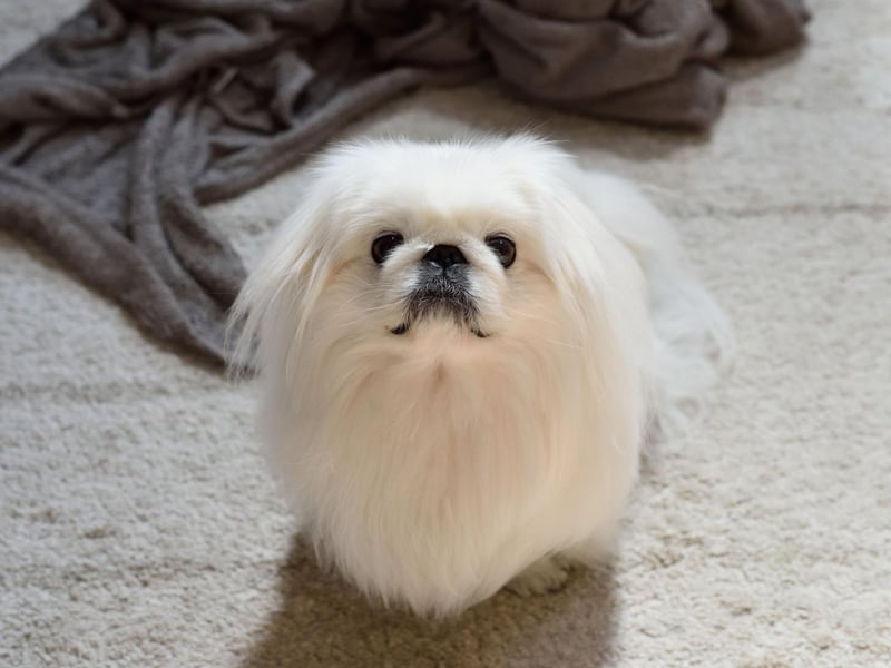 No floor space in the pub? No problem if you're bringing a Pekingese. These cute characters have been bred specifically to sit in your lap napping the day away as you chat to friends over a drink.
