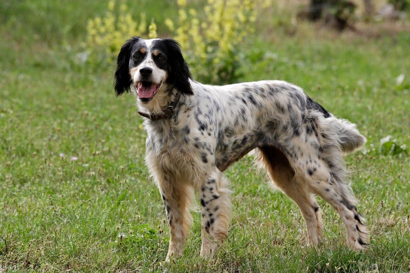 Seven different dog breeds have won Crufts Best in Show three times. The first is the English Setter - a breed known for its friendly and mellow temperament.