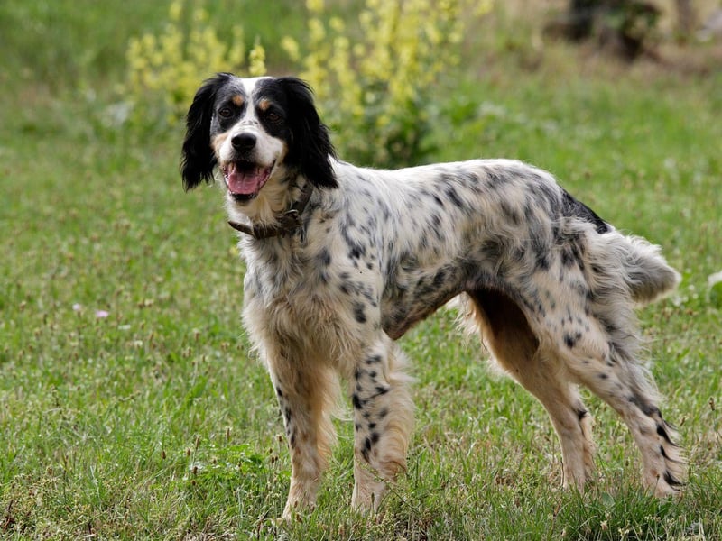 Seven different dog breeds have won Crufts Best in Show three times. The first is the English Setter - a breed known for its friendly and mellow temperament.