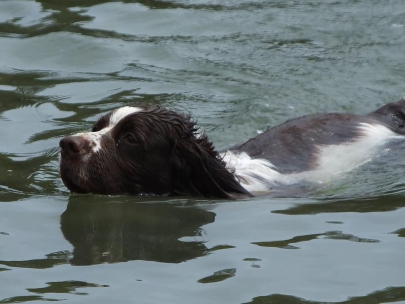 Willow is the fourth most popular name for Springers. It's an English name related to the tree and means 'freedom'.