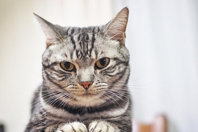 The American Shorthair are cats that are very devoted to their owners, whilst also very adaptive to their surroundings.