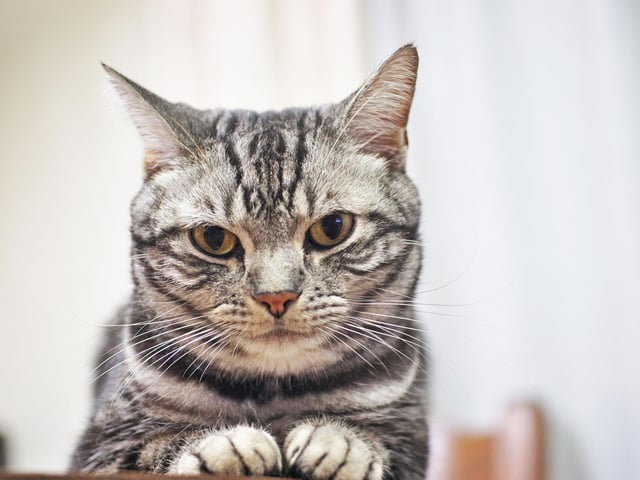 The American Shorthair are cats that are very devoted to their owners, whilst also very adaptive to their surroundings.
