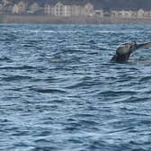 The mammal was spotted in the Firth of Forth on Saturday and Sunday picture: Greg Macvean