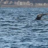 The mammal was spotted in the Firth of Forth on Saturday and Sunday picture: Greg Macvean